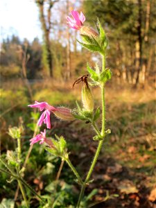 Rote Lichtnelke (Silene dioica) im Schwetzinger Hardt