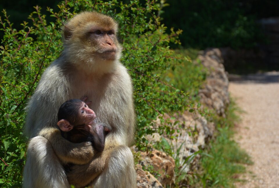 Ape mother and son animals