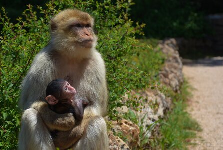 Ape mother and son animals
