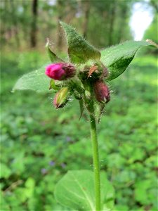 Rote Lichtnelke (Silene dioica) im Saubusch in der Schwetzinger Hardt