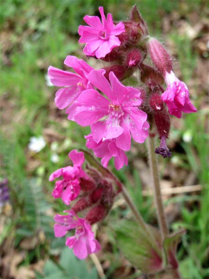 Rote Lichtnelke (Silene dioica) im Simbachtal