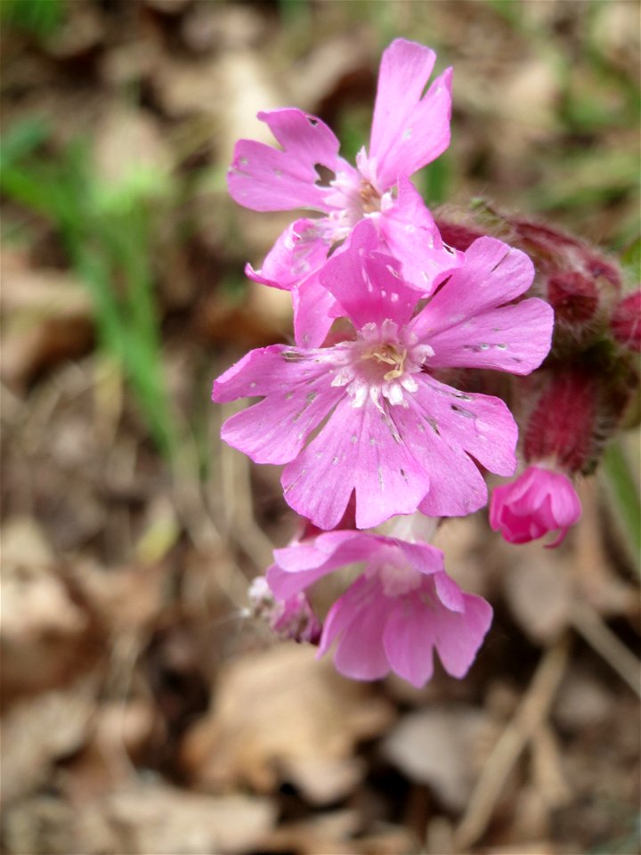 Rote Lichtnelke (Silene dioica) im Simbachtal