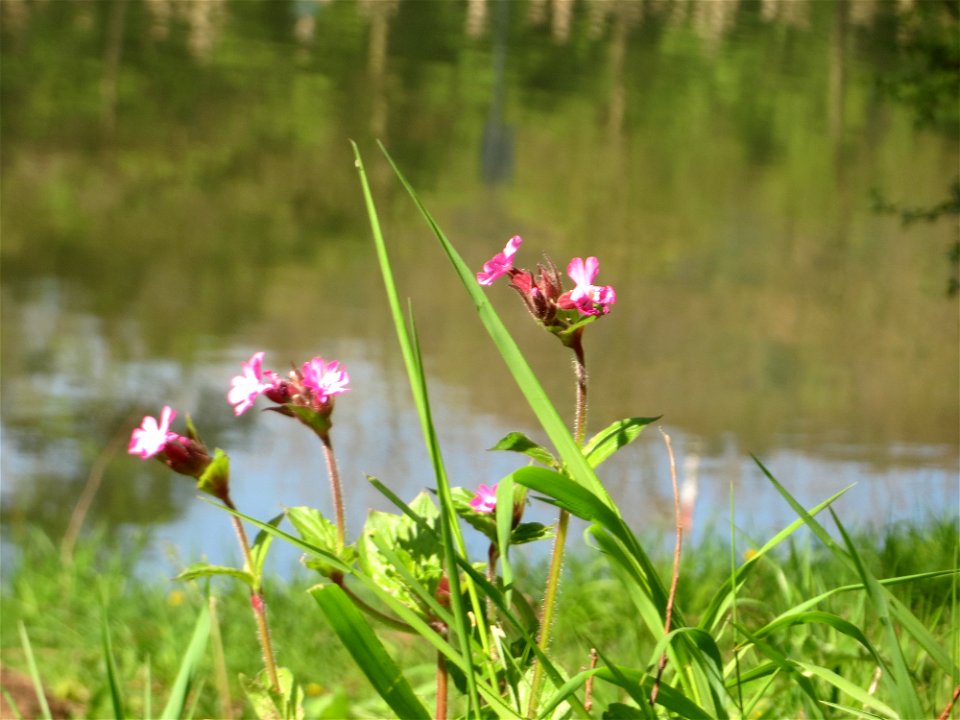 Rote Lichtnelke (Silene dioica) an der Saar in Saarbrücken