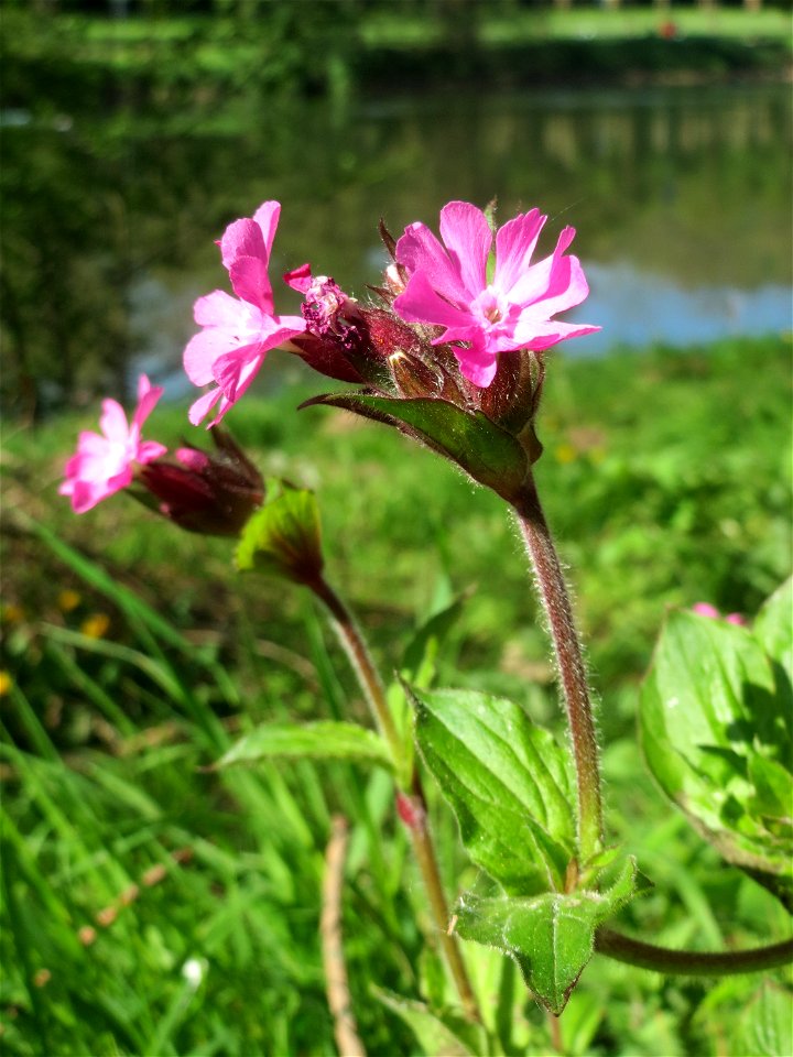 Rote Lichtnelke (Silene dioica) an der Saar in Saarbrücken
