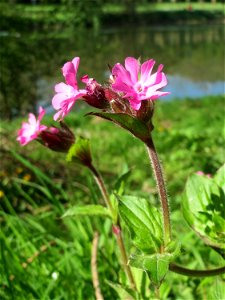 Rote Lichtnelke (Silene dioica) an der Saar in Saarbrücken