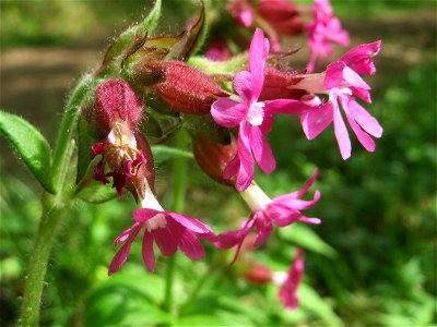 Rote Lichtnelke (Silene dioica) im Landschaftsschutzgebiet „Drahtzugweiher und das Habsterwiesental“ in Alt-Saarbrücken