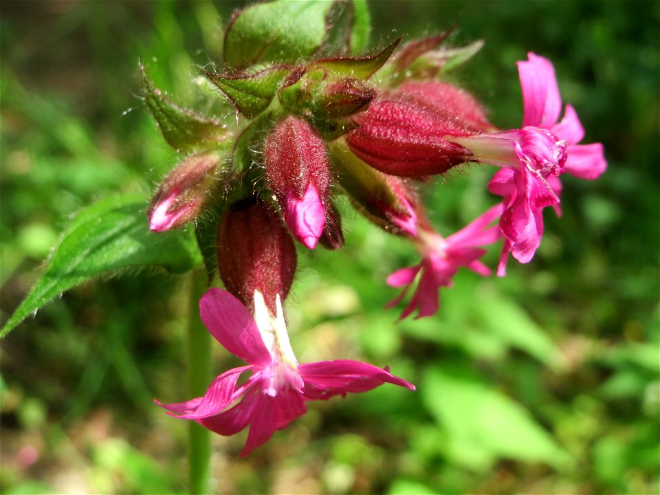 Rote Lichtnelke (Silene dioica) im Landschaftsschutzgebiet „Drahtzugweiher und das Habsterwiesental“ in Alt-Saarbrücken