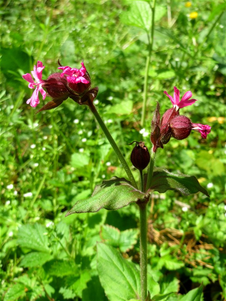Rote Lichtnelke (Silene dioica) im Landschaftsschutzgebiet „Drahtzugweiher und das Habsterwiesental“ in Alt-Saarbrücken