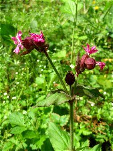 Rote Lichtnelke (Silene dioica) im Landschaftsschutzgebiet „Drahtzugweiher und das Habsterwiesental“ in Alt-Saarbrücken