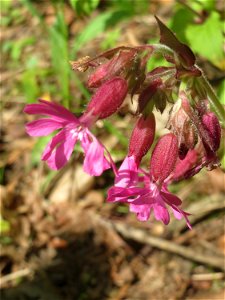 Rote Lichtnelke (Silene dioica) im Landschaftsschutzgebiet „Drahtzugweiher und das Habsterwiesental“ in Alt-Saarbrücken