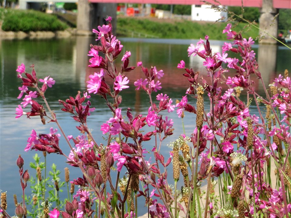 Rote Lichtnelke (Silene dioica) in der Saaraue Güdingen