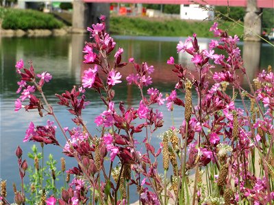 Rote Lichtnelke (Silene dioica) in der Saaraue Güdingen