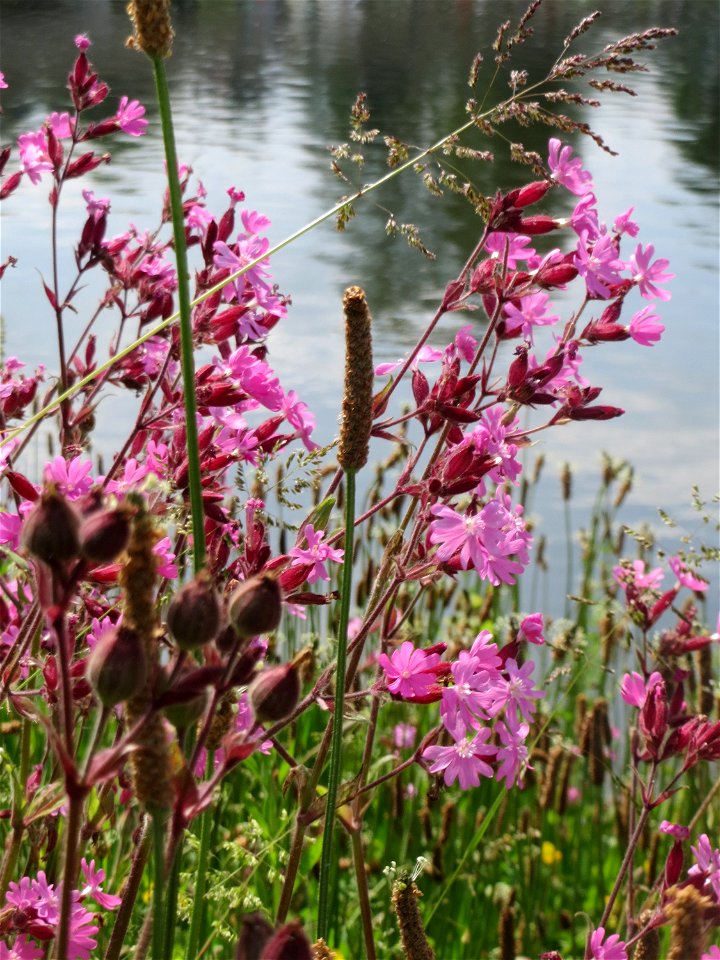 Rote Lichtnelke (Silene dioica) in der Saaraue Güdingen