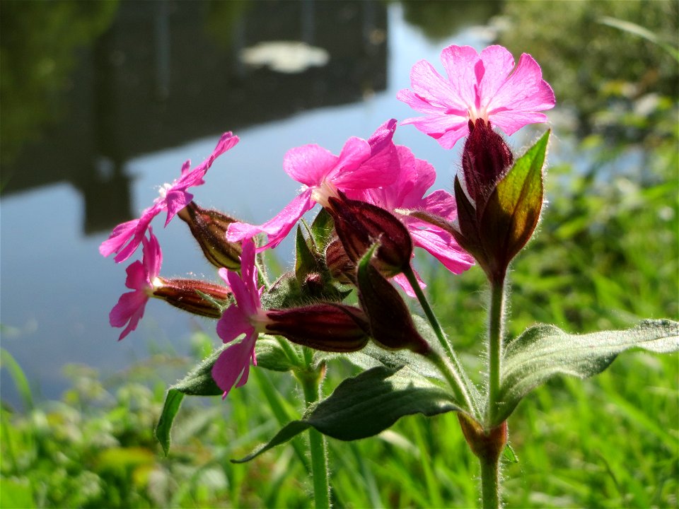 Rote Lichtnelke (Silene dioica) an der Saar in Saarbrücken