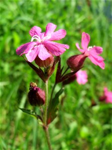Rote Lichtnelke (Silene dioica) an der Saar in Saarbrücken
