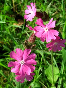 Rote Lichtnelke (Silene dioica) an der Saar in Saarbrücken