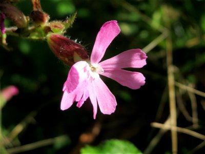 Rote Lichtnelke (Silene dioica) in der Schwetzinger Hardt - im Gegensatz zur Weißen Lichtnelke, die eher auf Wiesen zu finden ist, ist die Rote typisch im Wald