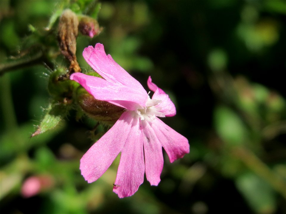 Rote Lichtnelke (Silene dioica) in der Schwetzinger Hardt - im Gegensatz zur Weißen Lichtnelke, die eher auf Wiesen zu finden ist, ist die Rote typisch im Wald