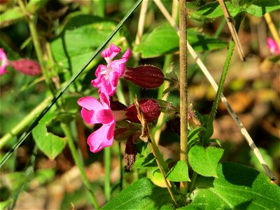 Rote Lichtnelke (Silene dioica) im Landschaftsschutzgebiet „Drahtzugweiher und das Habsterwiesental“ in Alt-Saarbrücken