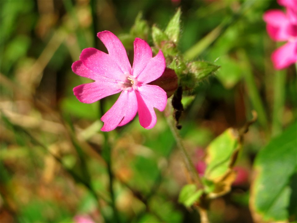 Rote Lichtnelke (Silene dioica) im Landschaftsschutzgebiet „Drahtzugweiher und das Habsterwiesental“ in Alt-Saarbrücken