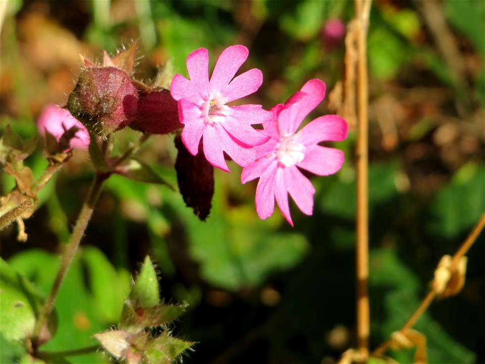 Rote Lichtnelke (Silene dioica) im Landschaftsschutzgebiet „Drahtzugweiher und das Habsterwiesental“ in Alt-Saarbrücken