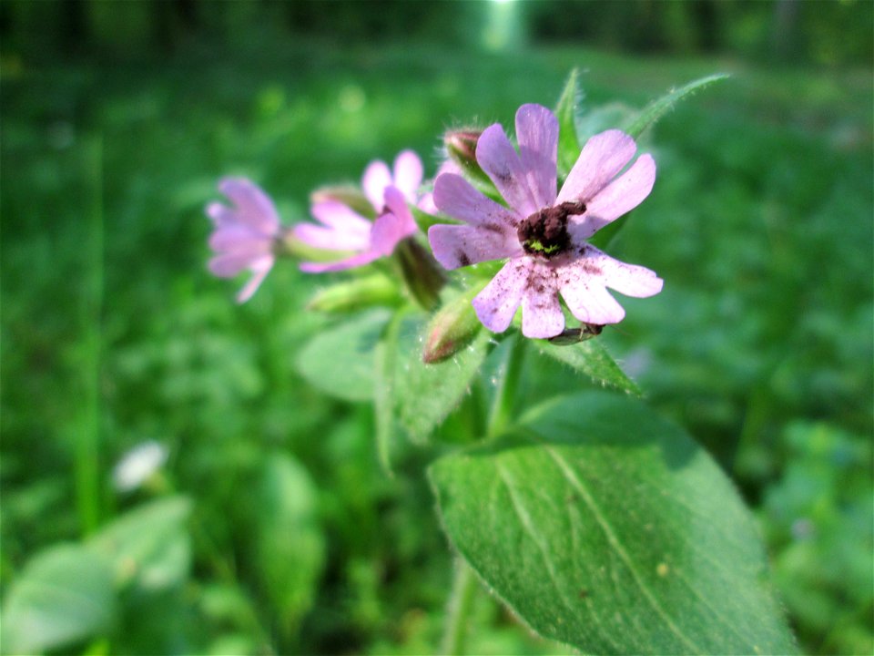 Rote Lichtnelke (Silene dioica) im Unteren Saubusch in der Schwetzinger Hardt