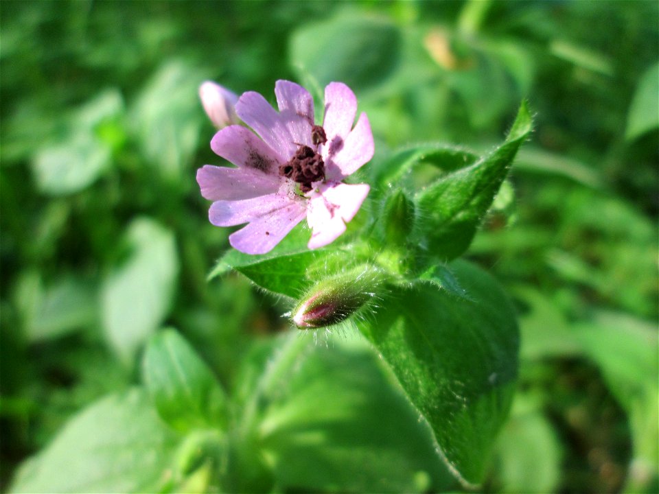 Rote Lichtnelke (Silene dioica) im Unteren Saubusch in der Schwetzinger Hardt