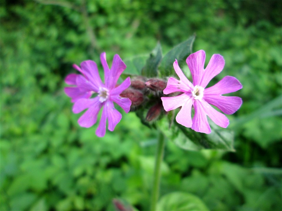 Rote Lichtnelke (Silene dioica) in der Schwetzinger Hardt