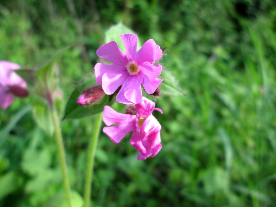 Rote Lichtnelke (Silene dioica) in der Schwetzinger Hardt