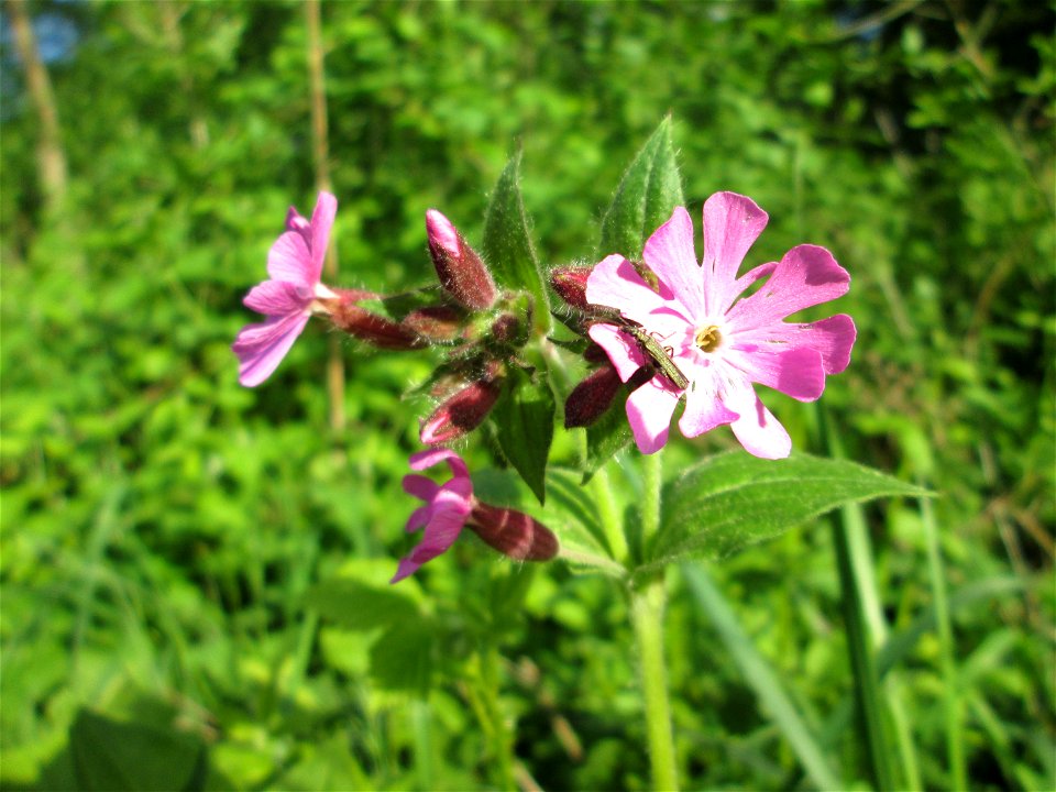Rote Lichtnelke (Silene dioica) in der Schwetzinger Hardt