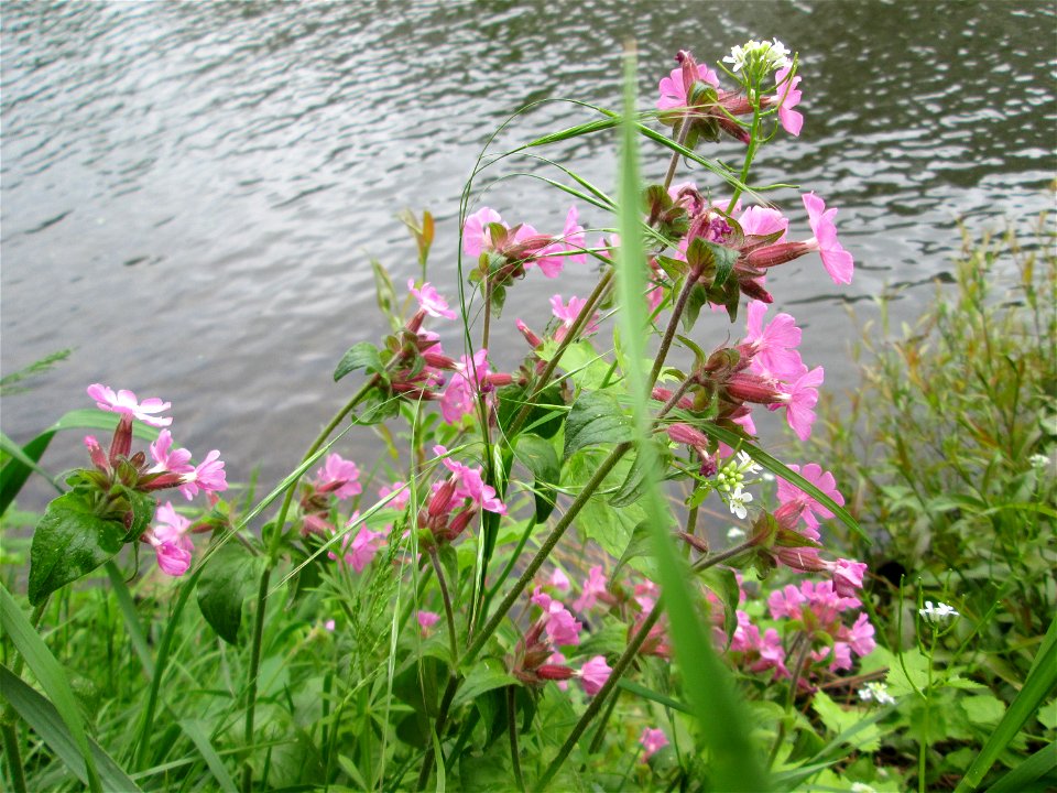 Rote Lichtnelke (Silene dioica) an der Saar in Alt-Saarbrücken