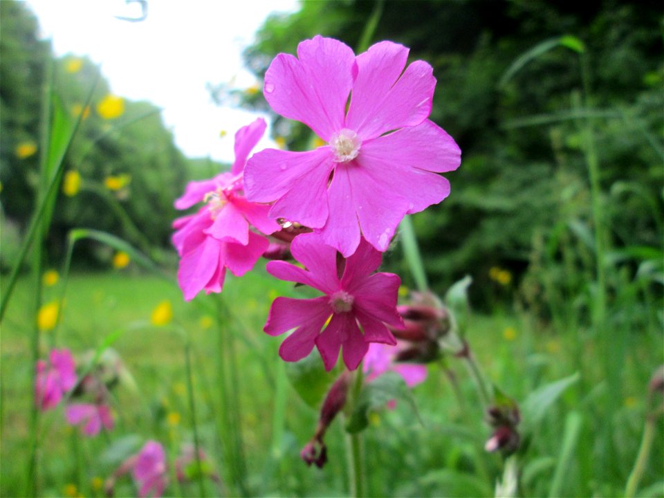 Rote Lichtnelke (Silene dioica) im Meerwiesertal im Landschaftsschurtgebiet „St. Johanner Stadtwald“