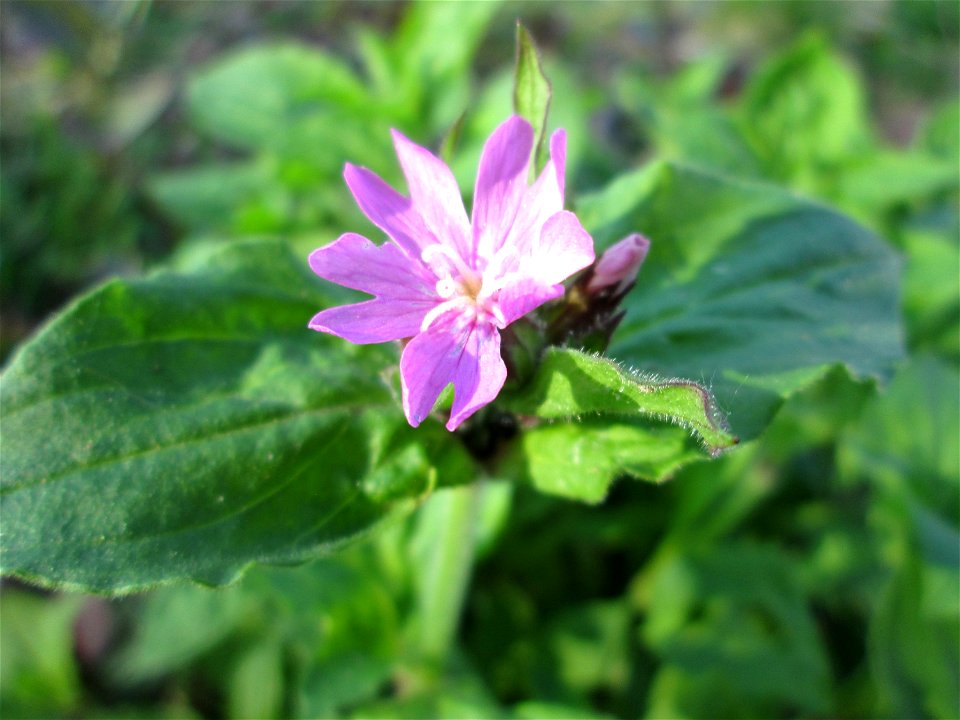 Rote Lichtnelke (Silene dioica) an der Saar in Alt-Saarbrücken
