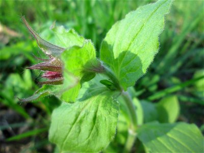 Rote Lichtnelke (Silene dioica) an der Saar in Alt-Saarbrücken