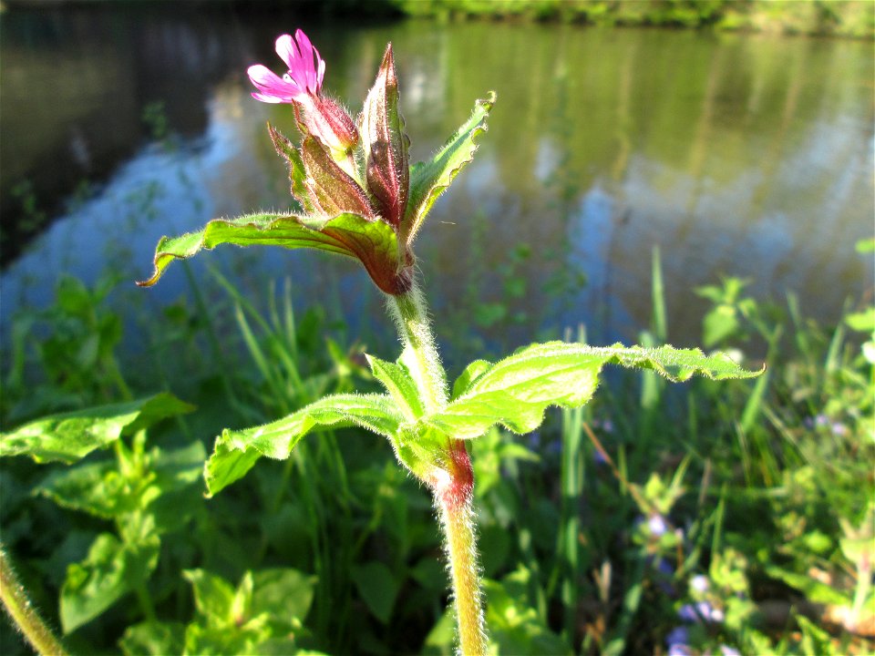 Rote Lichtnelke (Silene dioica) an der Saar in Sankt Arnual