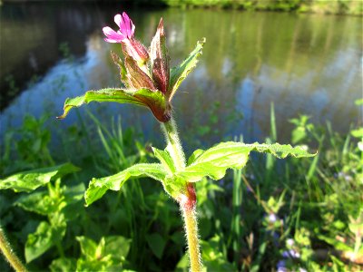 Rote Lichtnelke (Silene dioica) an der Saar in Sankt Arnual