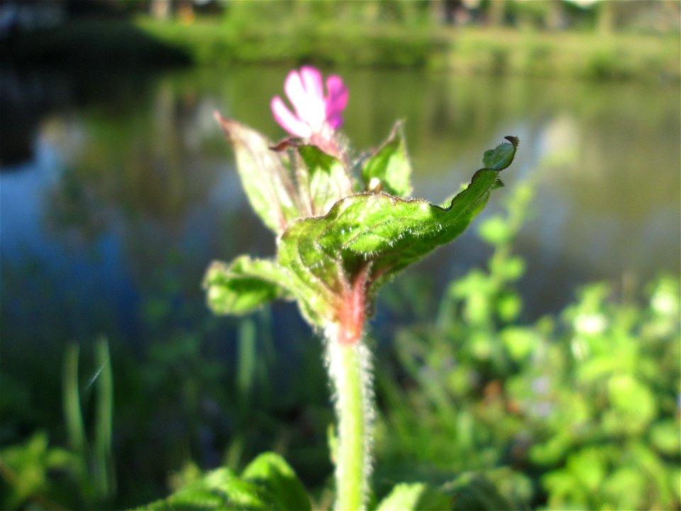 Rote Lichtnelke (Silene dioica) an der Saar in Sankt Arnual