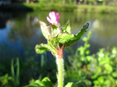 Rote Lichtnelke (Silene dioica) an der Saar in Sankt Arnual