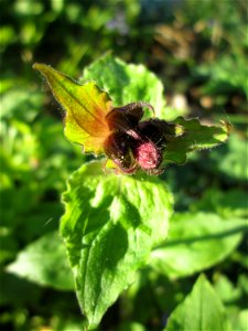 Rote Lichtnelke (Silene dioica) an der Saar in Sankt Arnual