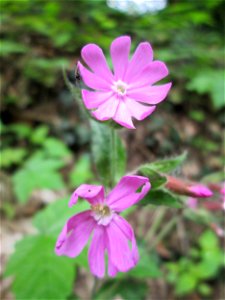 Rote Lichtnelke (Silene dioica) im Landschaftsschutzgebiet „Winterberg“ in Sankt Arnual