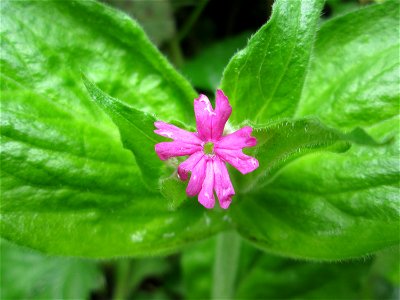 Rote Lichtnelke (Silene dioica) im Deutschmühlental in Alt-Saarbrücken