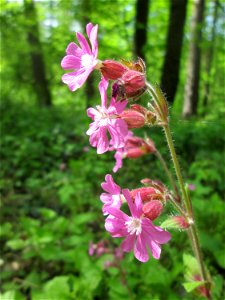 Rote Lichtnelke (Silene dioica) in der Schwetzinger Hardt