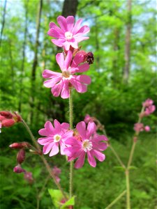 Rote Lichtnelke (Silene dioica) in der Schwetzinger Hardt