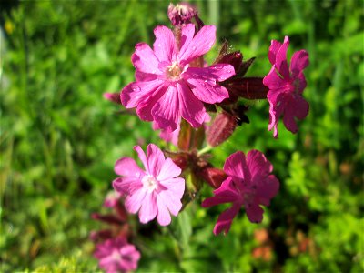 Rote Lichtnelke (Silene dioica) im Naturschutzgebiet „Hochholz-Kapellenbruch“