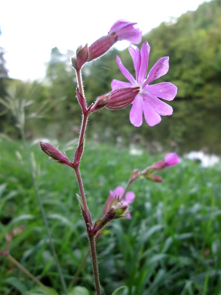 Rote Lichtnelke (Silene dioica) nahe der an der Deutsch-Französischen Grenze in Güdingen-Unner