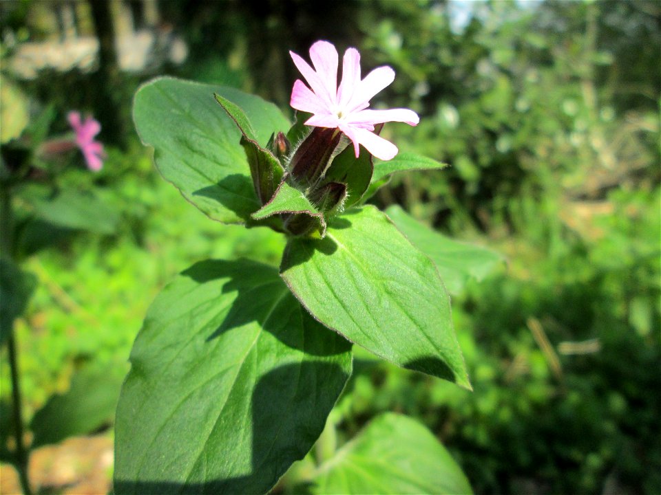 Rote Lichtnelke (Silene dioica) am Reppersberg in Alt-Saarbrücken