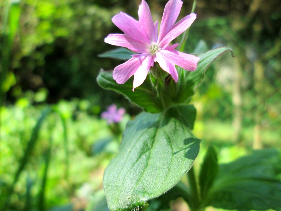 Rote Lichtnelke (Silene dioica) am Reppersberg in Alt-Saarbrücken