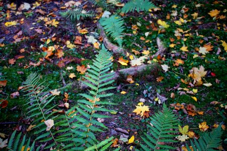 Leaves moss autumn photo