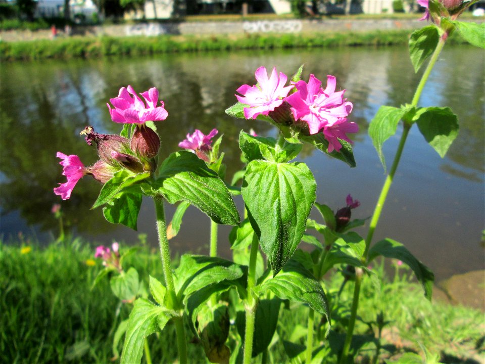 Rote Lichtnelke (Silene dioica) an der Saar in Alt-Saarbrücken