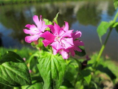Rote Lichtnelke (Silene dioica) an der Saar in Alt-Saarbrücken